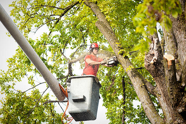 Trusted Mount Carroll, IL Tree Service Experts